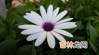 新鲜的花瓣的新鲜是什么意思,那花儿长得多么新鲜新鲜的意思？