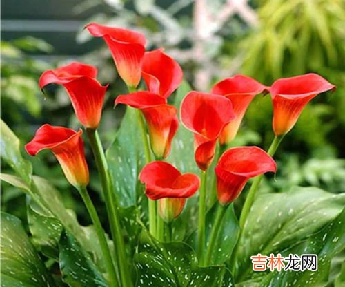 马蹄莲有毒吗,马蹄莲有毒，到底能不能放在卧室里种养？