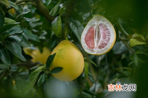吃柚子的好处和禁忌,柚子的功效与作用及禁忌
