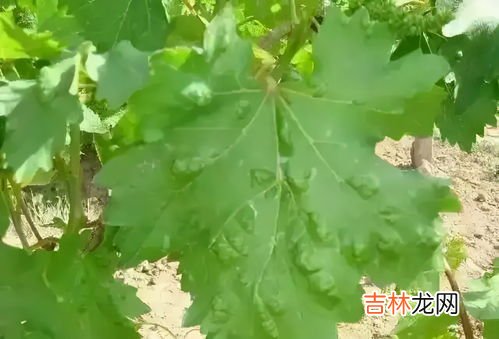 叶子落下是正面还是反面朝上,秋天的落叶落在地上大多是正面向上还是被面向上，为什么？