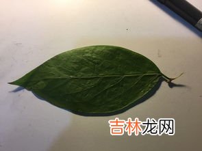 叶子落下是正面还是反面朝上,秋天的落叶落在地上大多是正面向上还是被面向上，为什么？