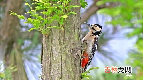 啄木鸟冬眠吗,啄木鸟冬天如何生存