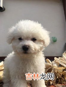 怎么看是不是小体比熊,如何区别小比熊犬和大比熊犬