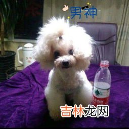 怎么看是不是小体比熊,如何区别小比熊犬和大比熊犬