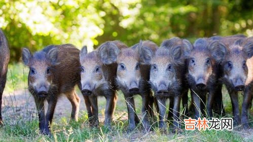 什么人不宜吃野猪肉,吃野猪肉的危害是什么