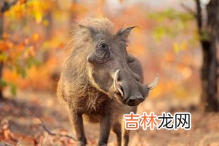 什么人不宜吃野猪肉,吃野猪肉的危害是什么