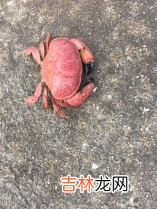 螃蟹为什么会变成红色,龙虾螃蟹为什么会变红
