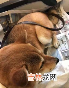 宠物可以上飞机吗,宠物小狗可以带上飞机吗?
