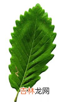 粽子叶是什么植物的叶子,粽叶是什么树的叶子