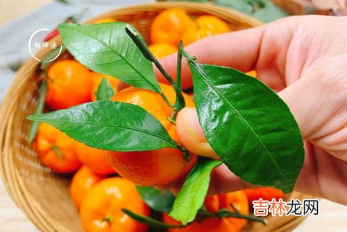 柑子是上火还是去火,吃柑橘去火还是上火