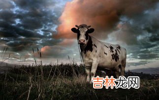 所有的奶牛都是哺乳动物吗,奶牛都是母牛么