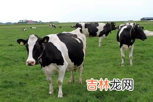 所有的奶牛都是哺乳动物吗,奶牛都是母牛么