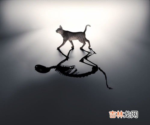 薛定谔的猫是什么意思,薛定谔的猫是什么意思
