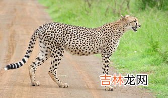 猎豹每小时跑多少千米,猎豹的速度到底有多快呢，它的速度大约是多少呢？