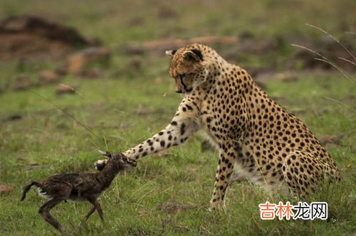 猎豹每小时跑多少千米,猎豹的速度到底有多快呢，它的速度大约是多少呢？