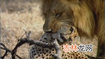 猎豹每小时跑多少千米,猎豹的速度到底有多快呢，它的速度大约是多少呢？