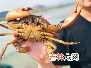 螃蟹为什么横着走原因,为什么螃蟹横着走?