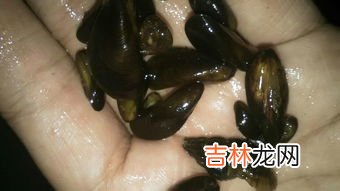 泥螺是什么,泥螺食用对身体有什么作用？