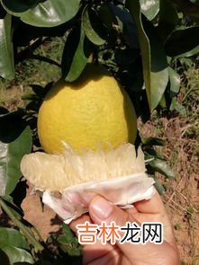 柚子能多吃吗,柚子食用多了会怎么样