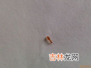 小黄家蚁的窝一般在哪,家里有黄蚂蚁，有谁知道是什么地方生的，在家里找的没头绪也找不到洞