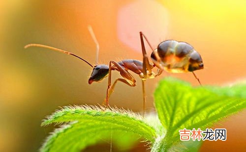 小黄家蚁的窝一般在哪,家里有黄蚂蚁，有谁知道是什么地方生的，在家里找的没头绪也找不到洞