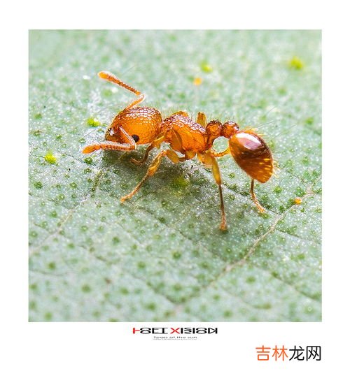 小黄家蚁的窝一般在哪,家里有黄蚂蚁，有谁知道是什么地方生的，在家里找的没头绪也找不到洞