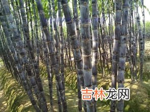 吃甘蔗会上火吗?为什么,甘蔗吃多了会上火吗 吃甘蔗上火是怎么回事