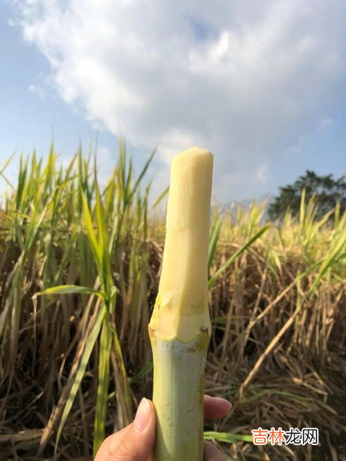 吃甘蔗会上火吗?为什么,甘蔗吃多了会上火吗 吃甘蔗上火是怎么回事
