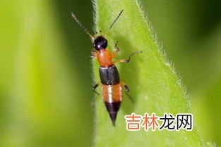 家里有隐翅虫怎么办,房间有隐翅虫怎么办