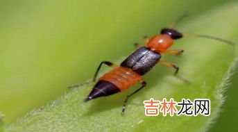 家里有隐翅虫怎么办,房间有隐翅虫怎么办
