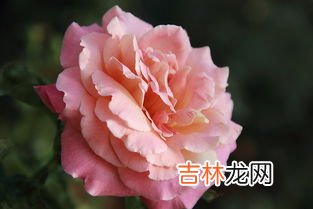 玫瑰和月季的区别,玫瑰和月季的区别