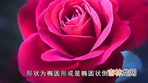 玫瑰和月季的区别,玫瑰和月季的区别