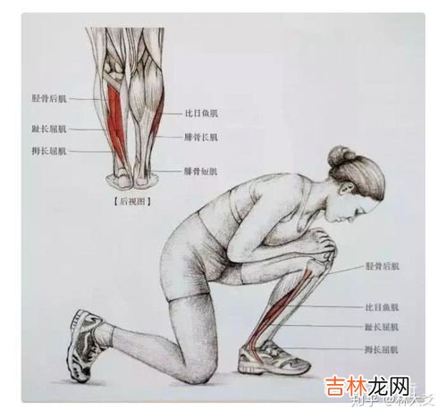 黑人小腿为什么那么细,为什么那些NBA黑人的小腿那么细要那么长