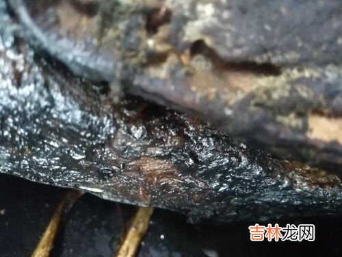 灭毛毛虫的土方法,我发现家里有好多小毛毛虫怎么办？怎么防止？