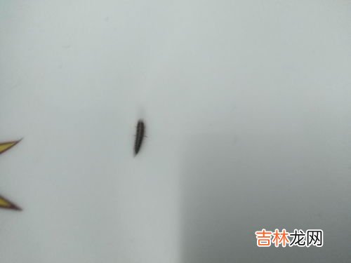 灭毛毛虫的土方法,我发现家里有好多小毛毛虫怎么办？怎么防止？