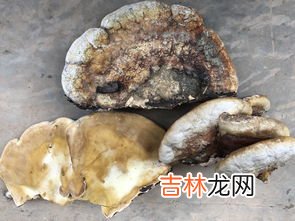 树舌与灵芝最大区别,树舌和灵芝的区别 树舌和灵芝有哪些不同