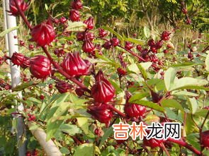 红桃k怎么晒干,红桃k泡酒要晒干还是生泡?