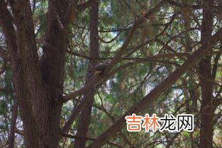 斑鸠民间俗称什么,汉代为何会把斑鸠当做老年人权力的象征？
