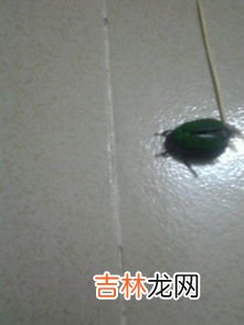 硼酸粉撒在屋里有毒吗,硼酸粉撒在屋里有毒吗