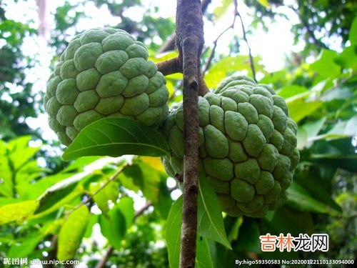 番荔枝的禁忌,番荔枝的功效与作用及禁忌