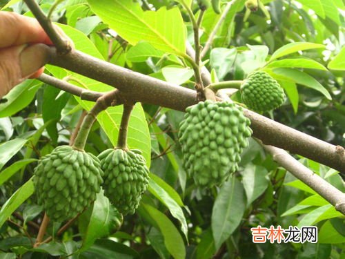 番荔枝的禁忌,番荔枝的功效与作用及禁忌