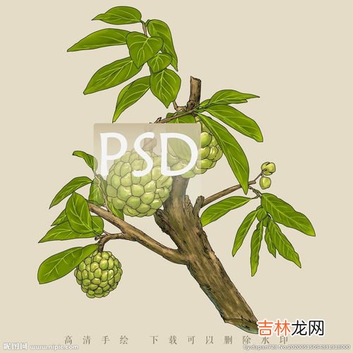 番荔枝的禁忌,番荔枝的功效与作用及禁忌