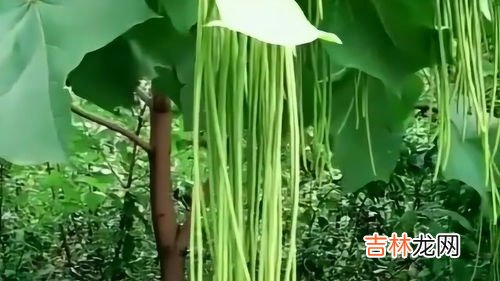 种子是什么意思,种子是什么意思