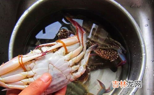梭子蟹怎么养一天不死,梭子蟹怎么养不会死