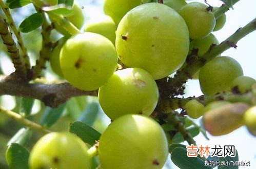 油甘果的泡酒方法,油柑子的泡酒制作方法 油柑子的泡酒方法