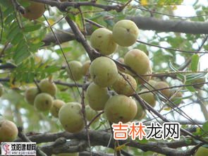 油甘果的泡酒方法,油柑子的泡酒制作方法 油柑子的泡酒方法