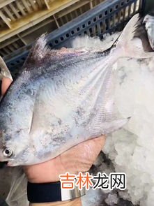 青占鱼的营养价值,青占鱼不新鲜的表现