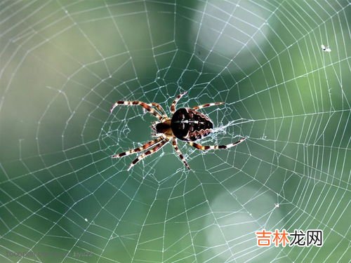 米大蜘蛛厮抱定什么意思,米大蜘蛛厮抱定什么意思 米大蜘蛛厮抱定意思是什么