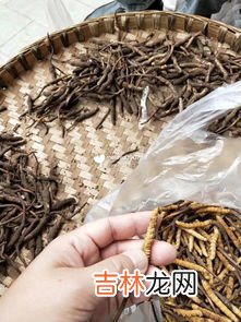 新鲜金孢虫草最佳吃法,新鲜虫草怎样吃最好 新鲜虫草如何吃最好