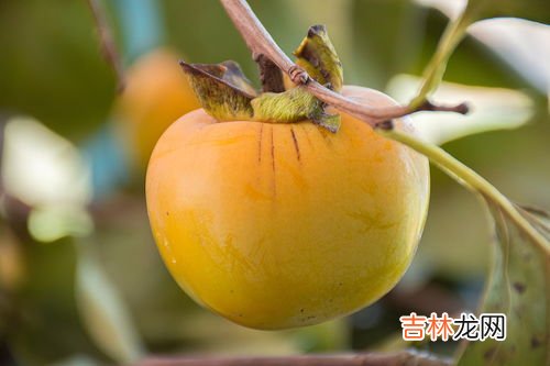 柿子可以和猕猴桃一起吃会中毒吗,猕猴桃和柿子一起吃有事吗
